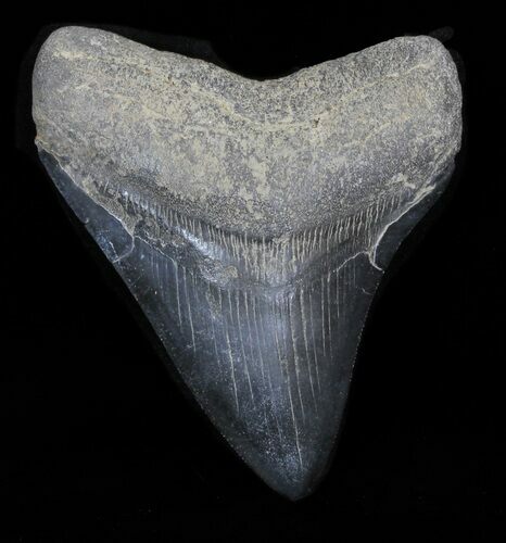 Serrated Megalodon Tooth - Georgia #32667